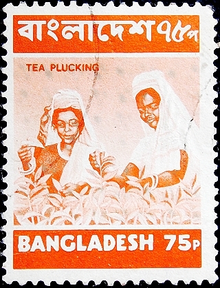 Бангладеш 1973 год . Сбор чая .